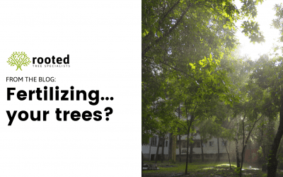 Fertilizing…your trees?