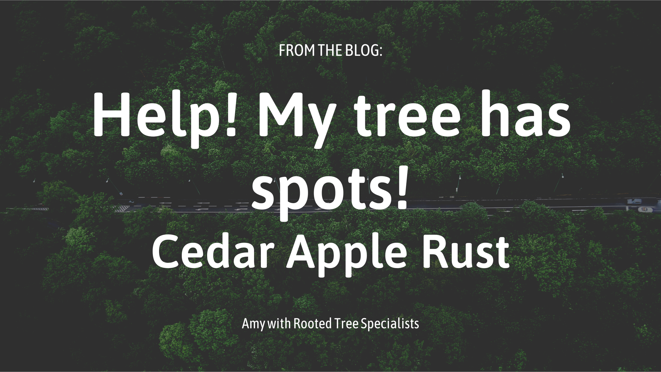 blog image for cedar apple rust
