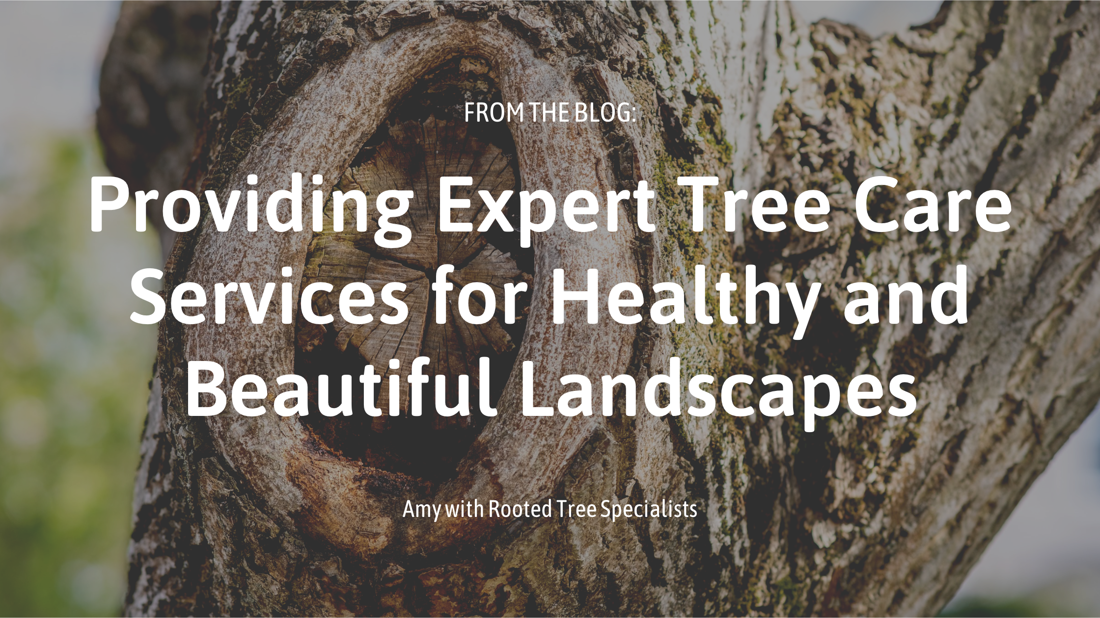 blog post cover photo for Providing Expert Tree Care Services for Healthy and Beautiful Landscapes