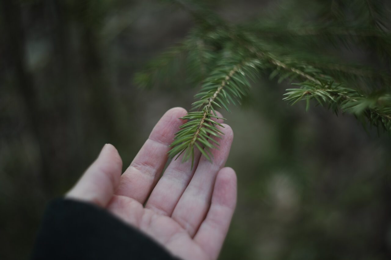 Forest care ecology, hand holding fir tree branch. Fluffy branches of a evergreen fir trees.