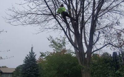 Fall Tree Pruning: Is It Right for Your Omaha Trees?