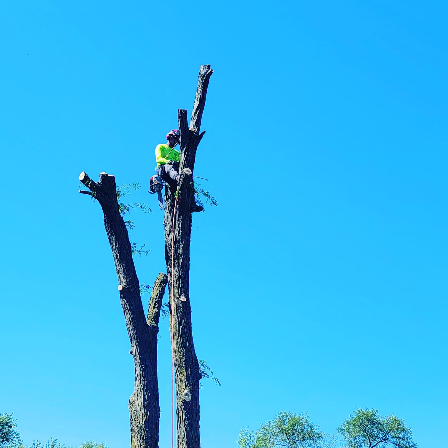 jeron sundburg climbing a tree for rooted tree specialists