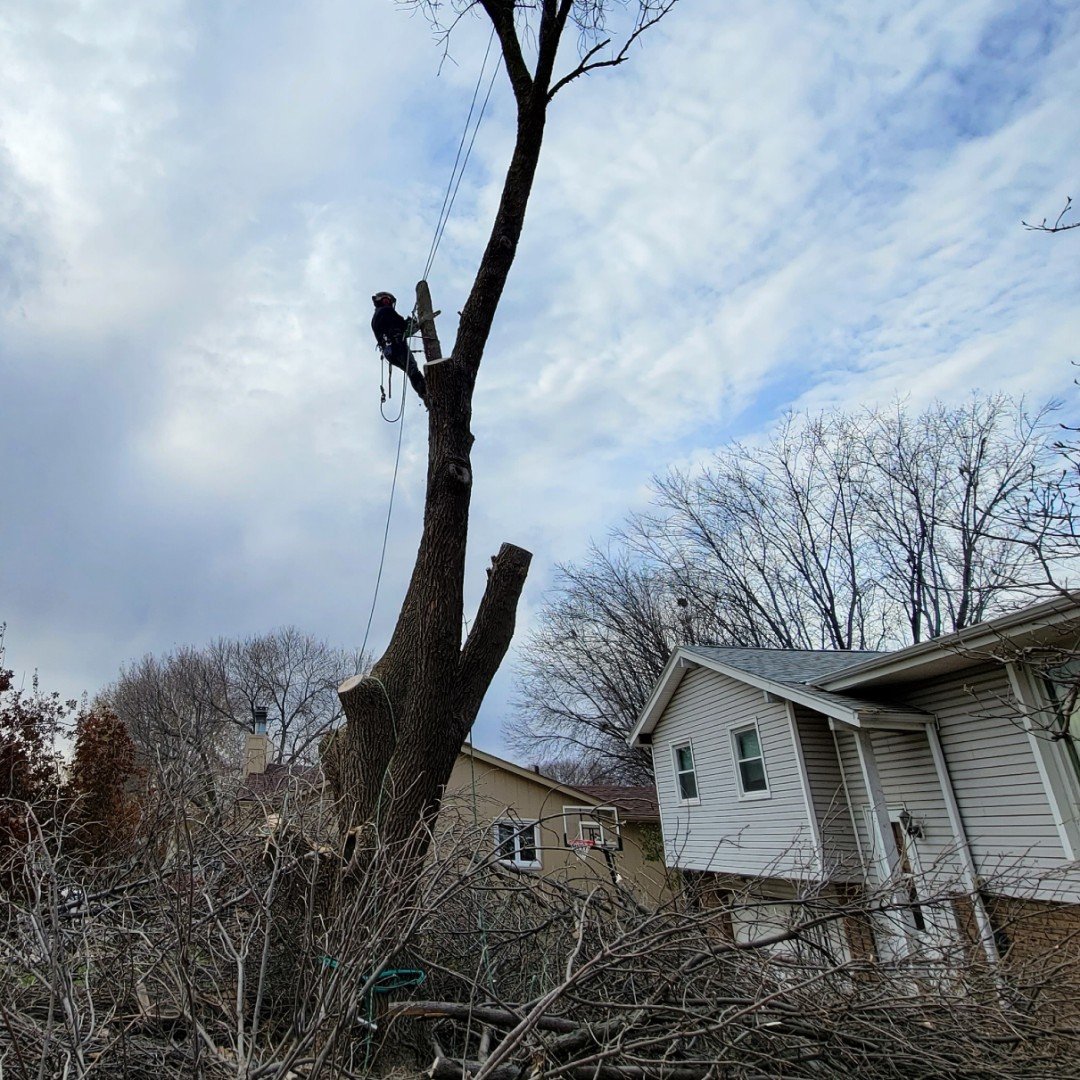 jeron sundberg of omaha's rooted tree specialists performing an emergency tree removal