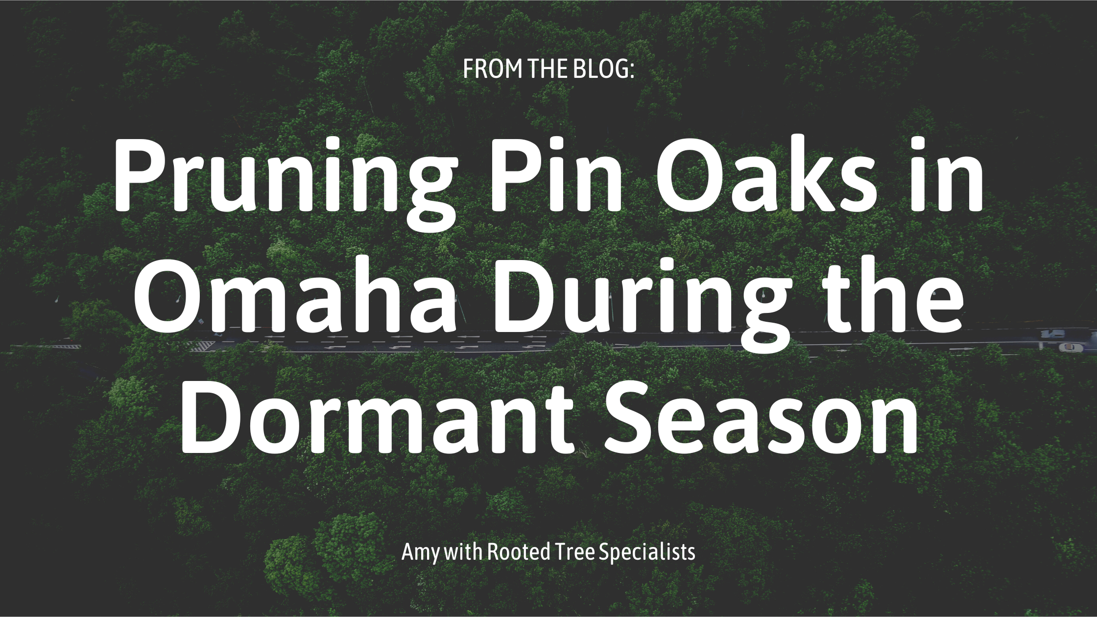 blog post cover image for rooted tree specialists entitled, "pruning pin oaks in omaha during the dormant season"