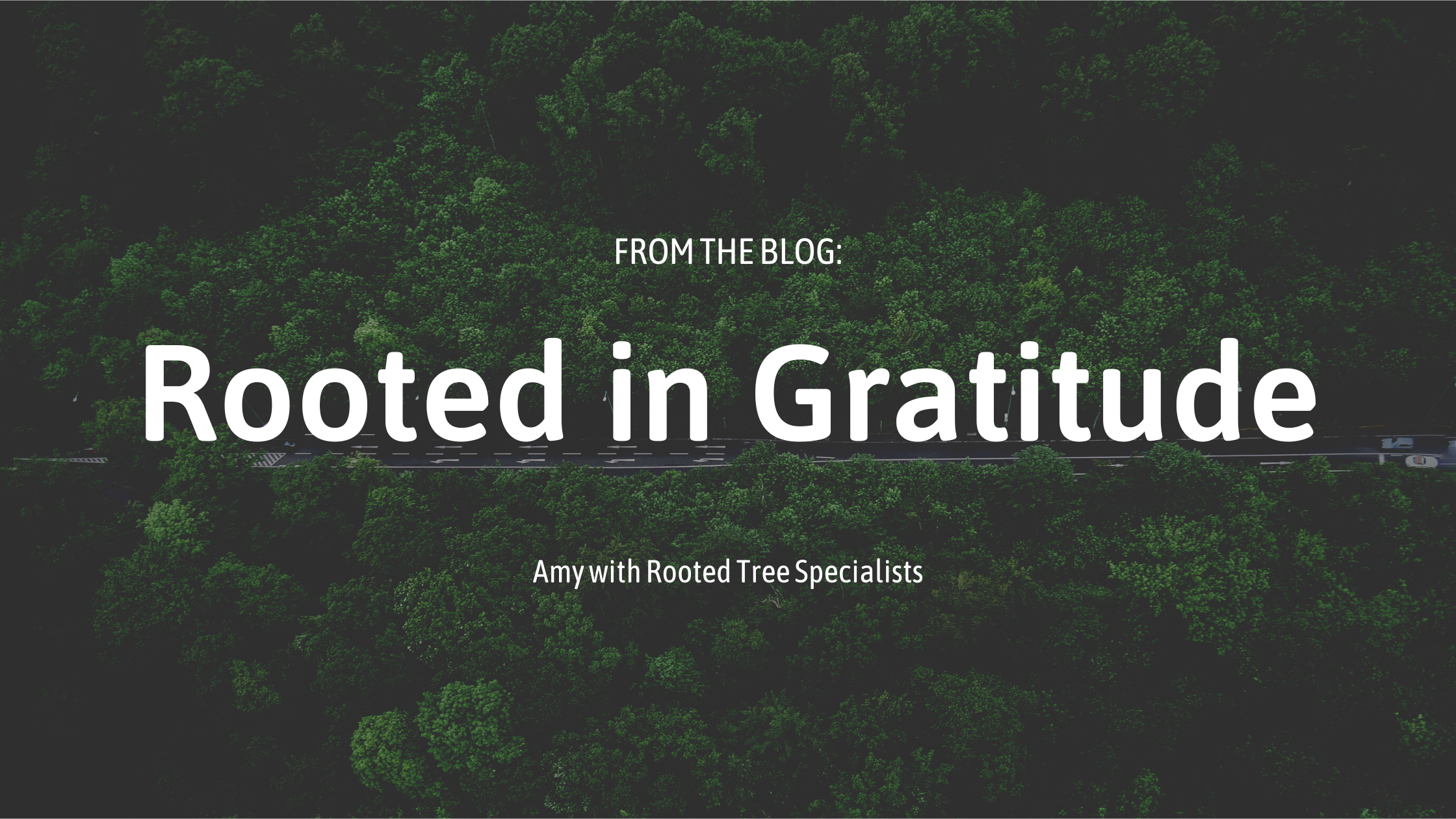 rooted in gratitude blog post cover photo for rooted tree specialists