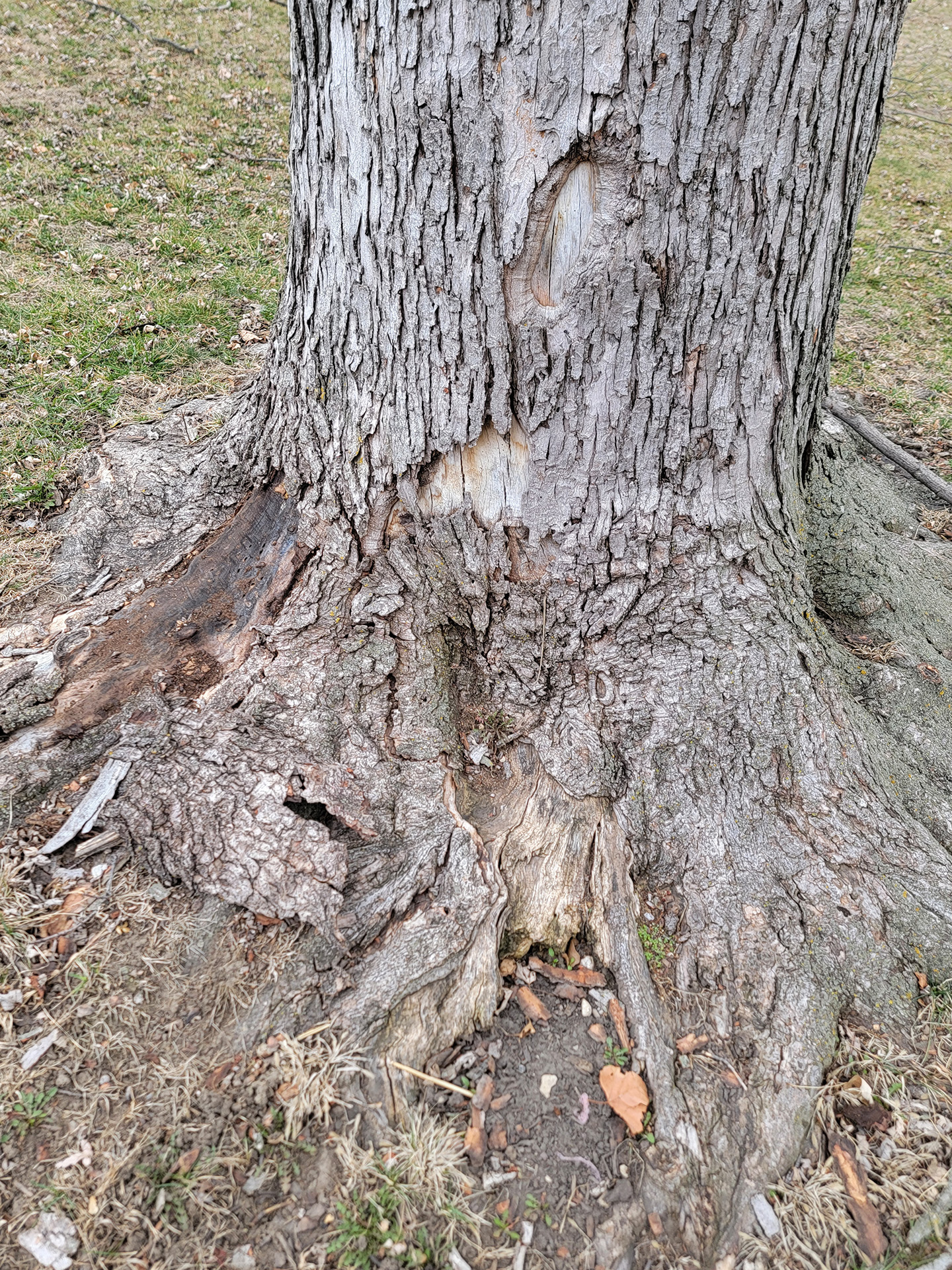 root rot on a tree inspected by rooted tree specialists