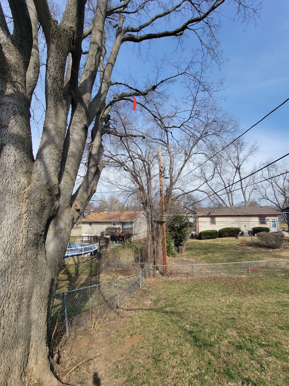 branch marked for removal after a tree inspection by an omaha certified arborist
