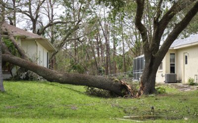 When Should I Call an Emergency Tree Service?