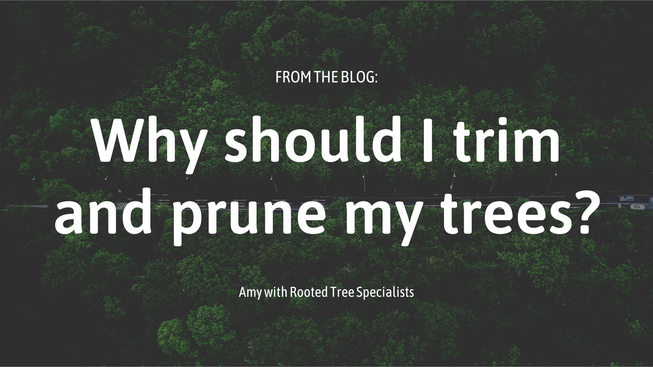 blog header for omaha tree trimming and pruning