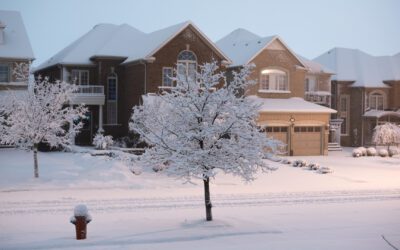 Understanding Winter Tree Damage: How to Protect Your Trees
